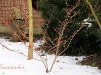 Hamamelis Feuerzauber 2015 02 07 3209